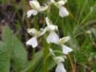 Anacamptis morio ssp. picta